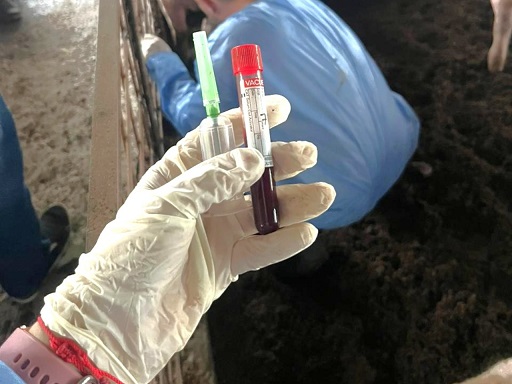 Producción porcícola en Meta libre de Peste Porcina Clásica
