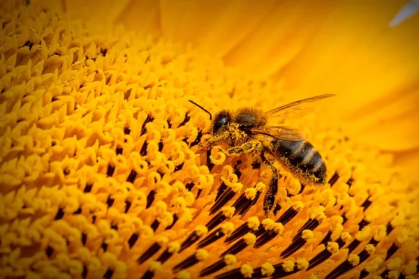 El polen, este recurso natural, podría ayudar a revertir uno de los mayores daños al planeta